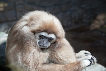 Sad white-handed gibbon