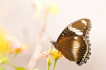 beautiful butterfly perch on the flower to suck honey in the garden