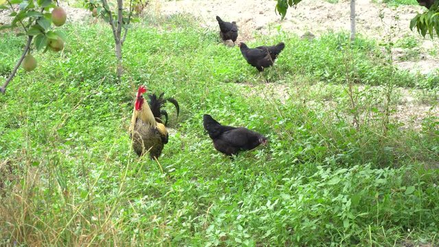 Cock Crowing, Chicken Rooster On A Countryside Road, Outside The Farm, Cockerel