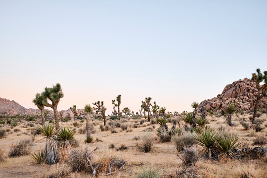A desert landscape at sunrise