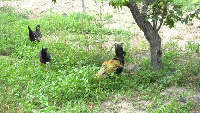 Cock Crowing, Chicken Rooster On A Countryside Road, Outside The Farm, Cockerel