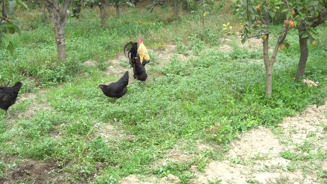 Cock Crowing, Chicken Rooster On A Countryside Road, Outside The Farm, Cockerel