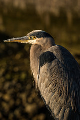 close up of great blue heron under the morning sun near the dock