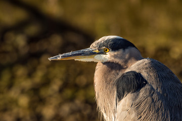 close up of great blue heron under the morning sun near the dock