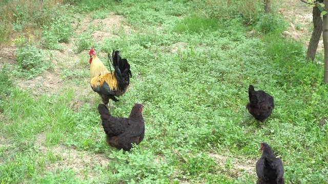 Cock Crowing, Chicken Rooster On A Countryside Road, Outside The Farm, Cockerel