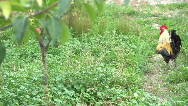 Cock Crowing, Chicken Rooster On A Countryside Road, Outside The Farm, Cockerel
