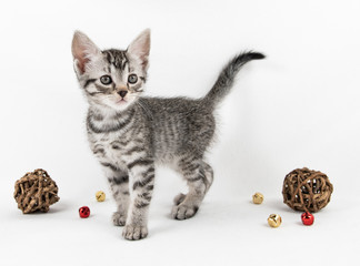 Grey tabby Christmas kitten