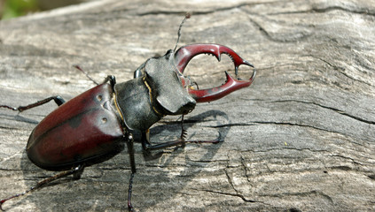stag beetle on the old tree. close up.