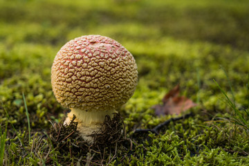 ball shaped mushroom on green moss filled ground