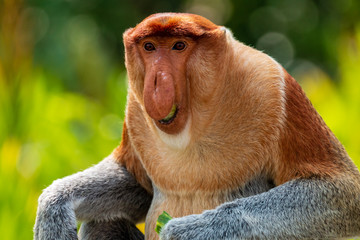 Portret dzikiej trąbiastej małpy w tropikalnym lesie deszczowym Borneo - obrazy, fototapety, plakaty