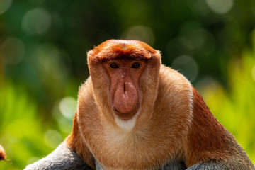 Naklejka premium Portrait of a wild Proboscis Monkey in the rainforest of Borneo