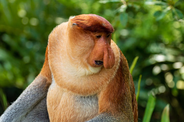 Naklejka premium Portrait of a wild Proboscis Monkey in the rainforest of Borneo