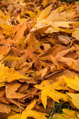 yellow and orange fall leaves filled ground texture
