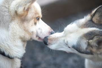 portrait of husky dogs