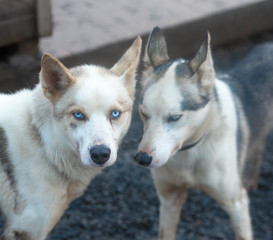 portrait of husky dogs