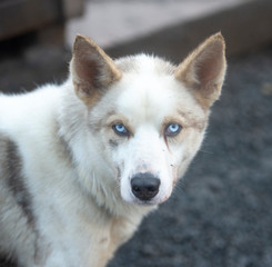 portrait of husky dogs