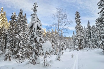 Winter wonderland in the taiga forest.  Mountain ridge Miao Chan. Khabarovsk region, far East, Russia. 
