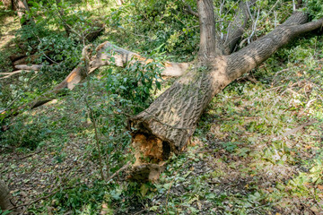 Obraz premium 台風被害の倒木