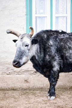 A Yak in the Khumbu Valley