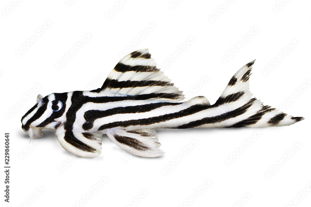 Wall mural Zebra Pleco L-046 Hypancistrus zebra Plecostomus aquarium fish 