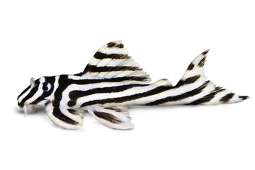 Obraz premium Zebra Pleco L-046 Hypancistrus zebra Plecostomus aquarium fish 