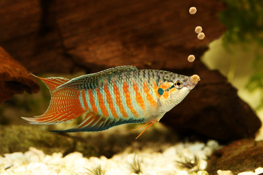 Fototapeta Paradise fish eating fish pallet food feeding aquarium fish 