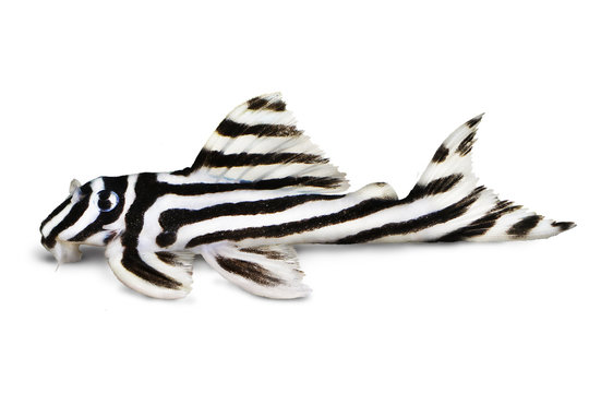Zebra Pleco L-046 Hypancistrus zebra Plecostomus aquarium fish 