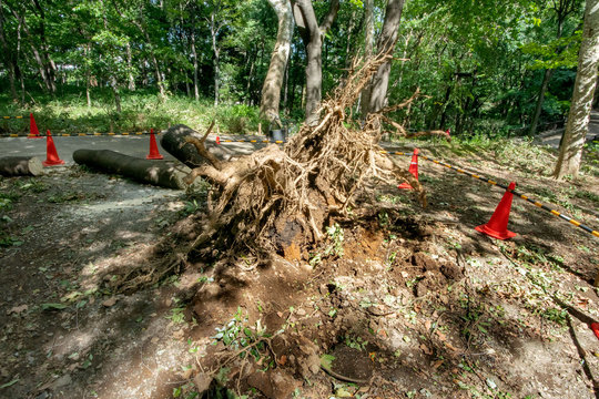 台風被害の倒木