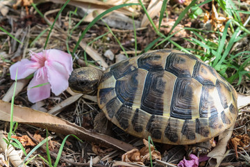 turtle among grass and foliage
