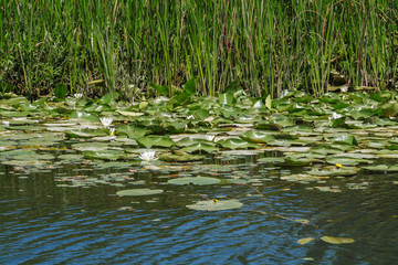 lotuses and reeds on the lake Skadar in Montenegro