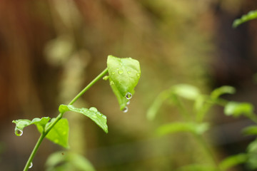 green plant feel fresh in morning