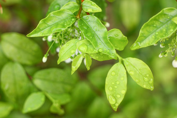 green plant feel fresh in morning