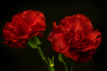 red rose isolated on black background