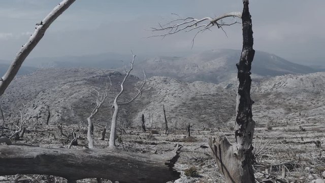 Dolly Shot Of A Barren Land,burned Out Forest