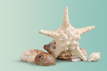 Fir tree made of sea shells on sand background