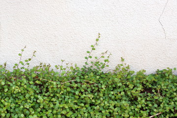 白い壁と小さい葉の植物