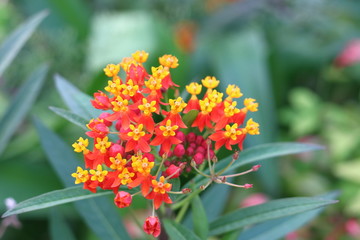 ランタナ　黄色とオレンジ色の小さなかわいい花