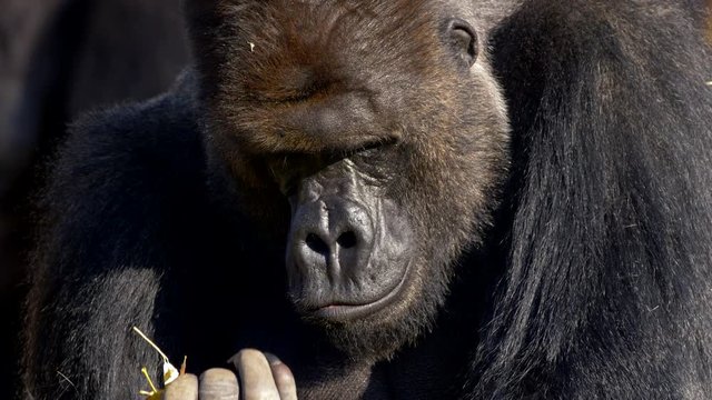 Western lowland gorilla silverback eating