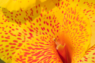 close up of yellow flower with orange dots. canna indica flower