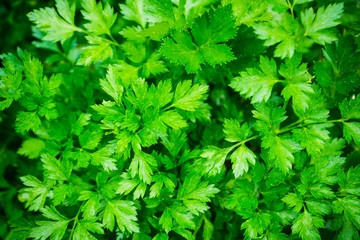 Fresh green parsley in the garden. selective focus. Shallow depth of field.