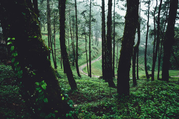 woods Trees and fog Green in the morning
