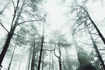 woods Trees and fog Green in the morning