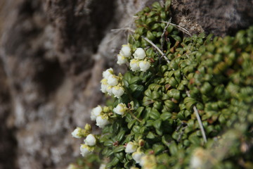 コメバツガザクラ