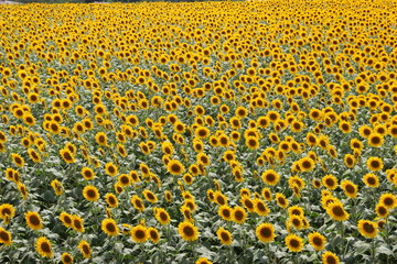 明野村ひまわり