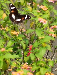 beautiful butterfly perch on the flower to suck honey in the garden