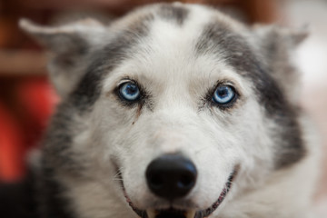 Alaskan husky dog is smiling straight at the camera - Close-up picture taken on a warm summer day