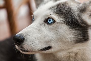 Alaskan husky dog is looking away with curiosity - Close-up picture taken on a warm summer day