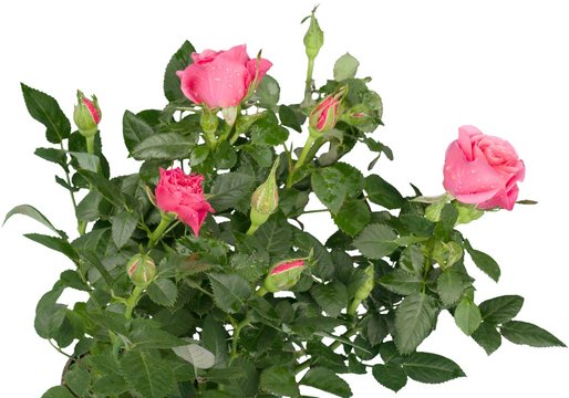 Pink Roses Close-up - Isolated
