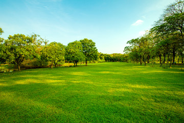 green grass field  in urban public park