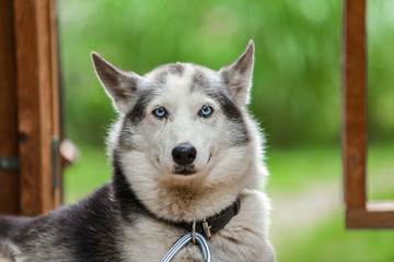 Alaskan husky dog is looking straight at the camera while looking happy on his balcony 2/3 - Picture taken on a warm summer day © Valmedia